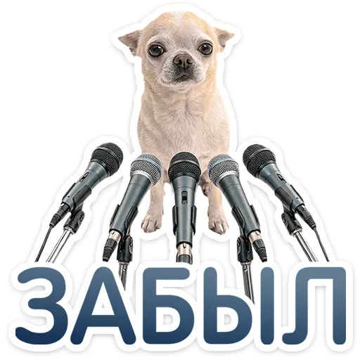 Собака неподвижно стоит перед микрофонами, создавая комичный контраст между её размером и количеством записывающей аппаратуры.