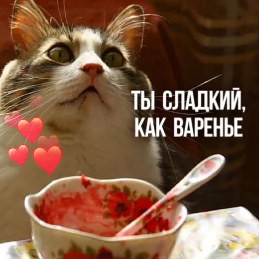 Статичное изображение кота, смотрящего на что-то за пределами кадра — кот
