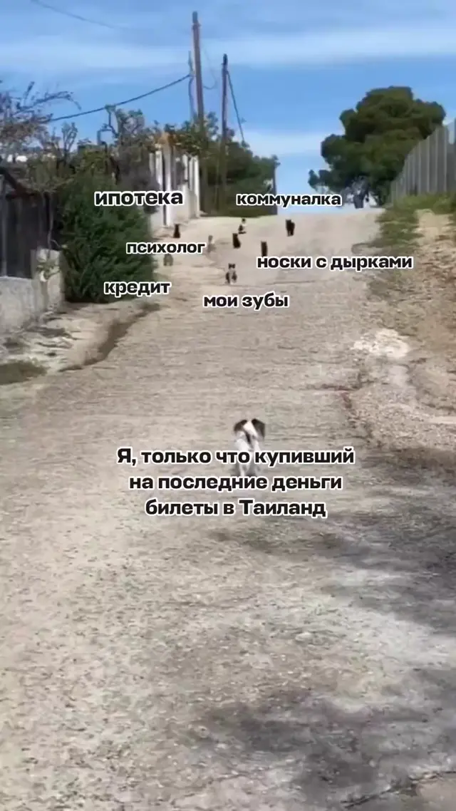 Беззаботный песик бежит навстречу взрослым проблемам