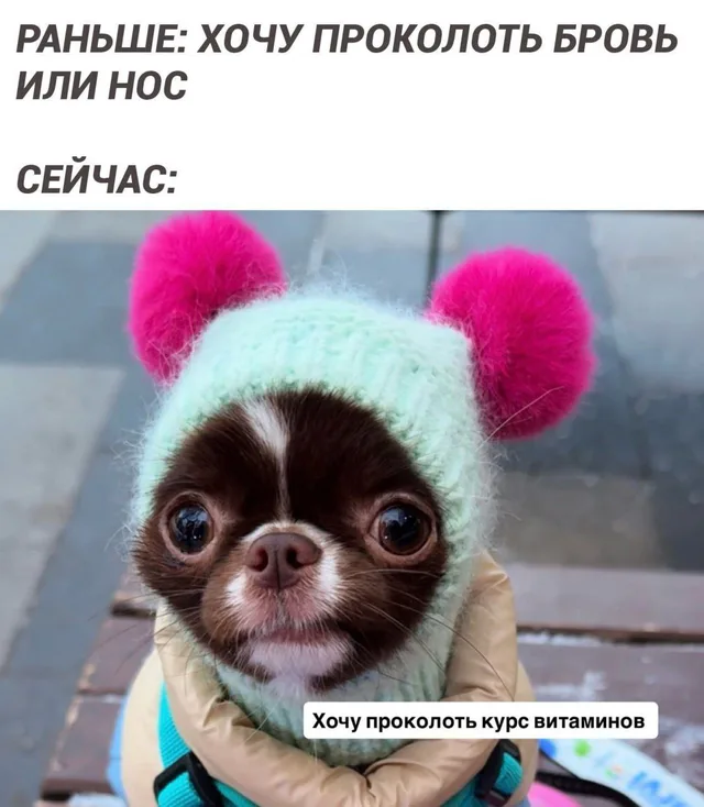 Собака неподвижно сидит и смотрит в объектив. — маленькая собака в шапке