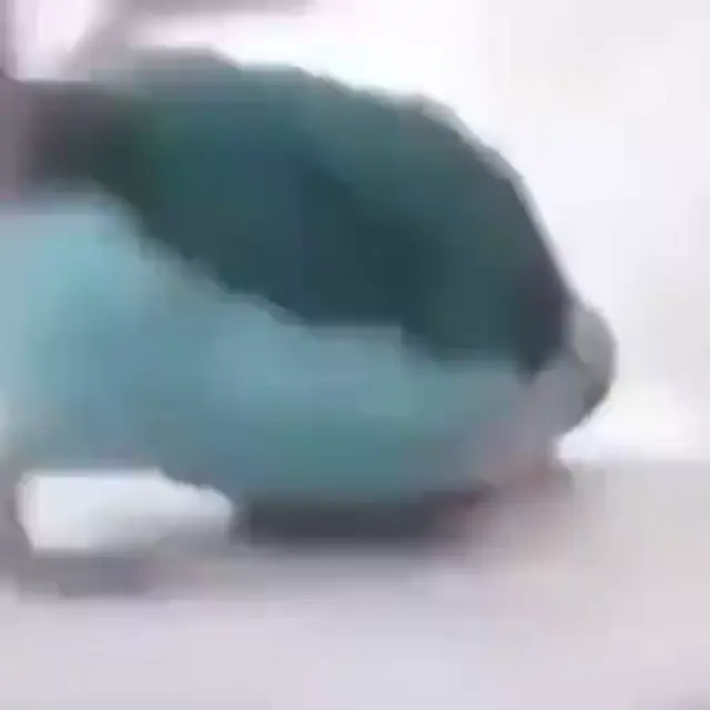 Попугай танцует под бит