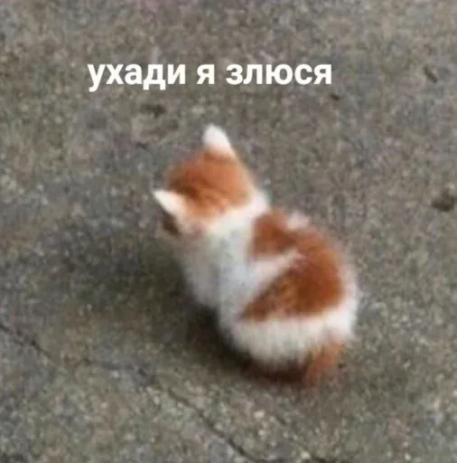 Котенок просто стоит, отвернувшись от камеры. — маленький рыже-белый котенок
