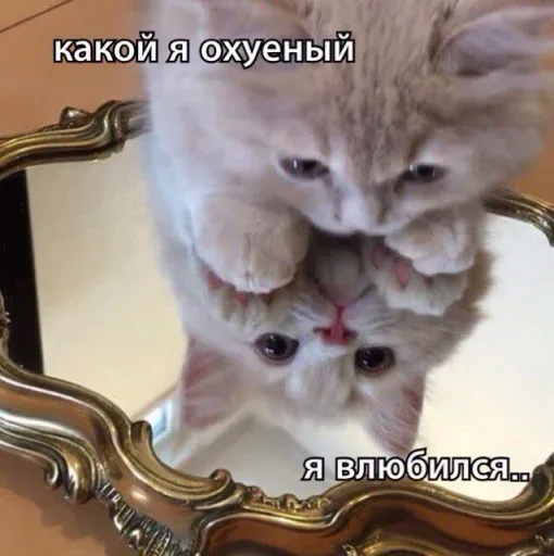 Котенок стоит перед зеркалом и смотрит на свое отражение. — пушистый котенок