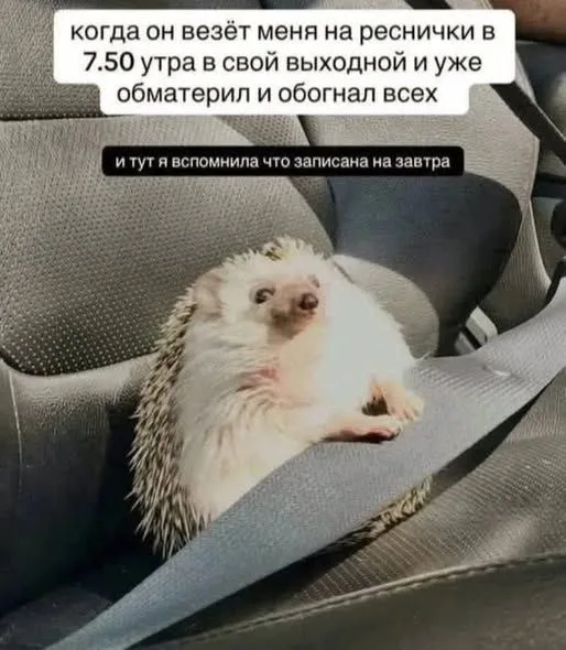 Ёжик неподвижно сидит в машине, пристегнутый ремнем.