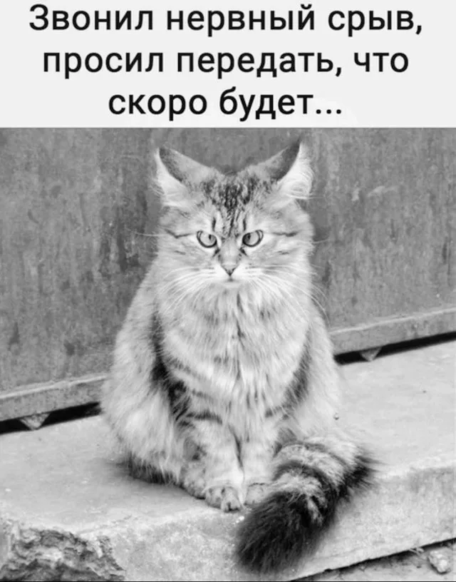 Кот сидит неподвижно, глядя в объектив. — кот