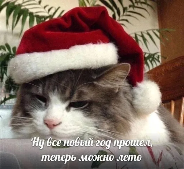 Кот в новогодней шапке смотрит в камеру с недовольным и уставшим выражением морды — Пушистый кот в красной шапке Санты