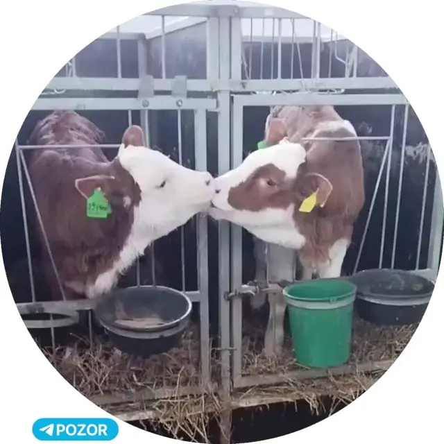 Твой французский поцелуй