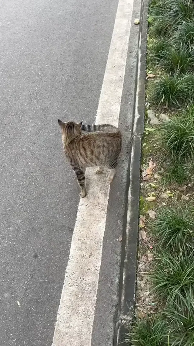 Кот запутался в собственном хвосте