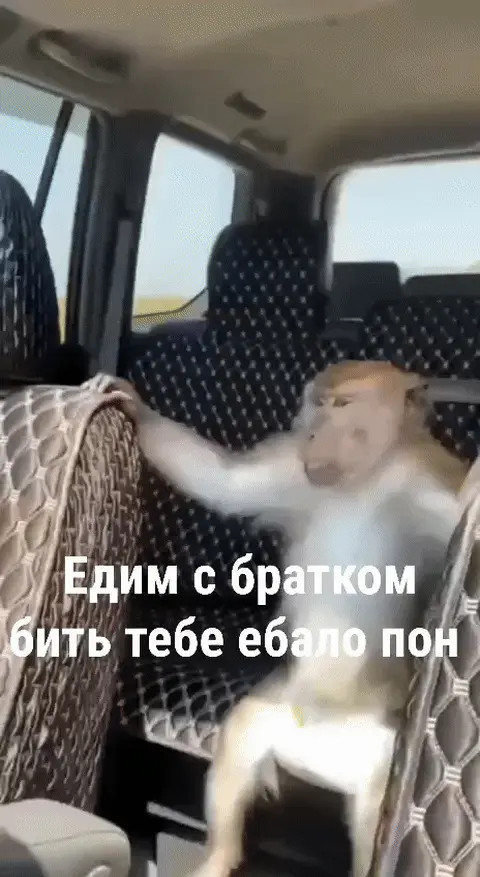 Едем с братком бить тебе ебало пон