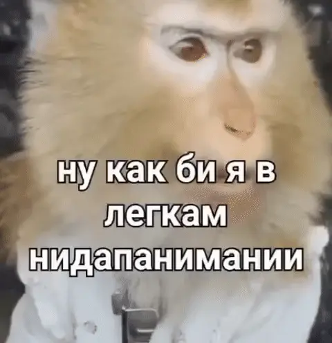Обезьяна в легком недопонимании
