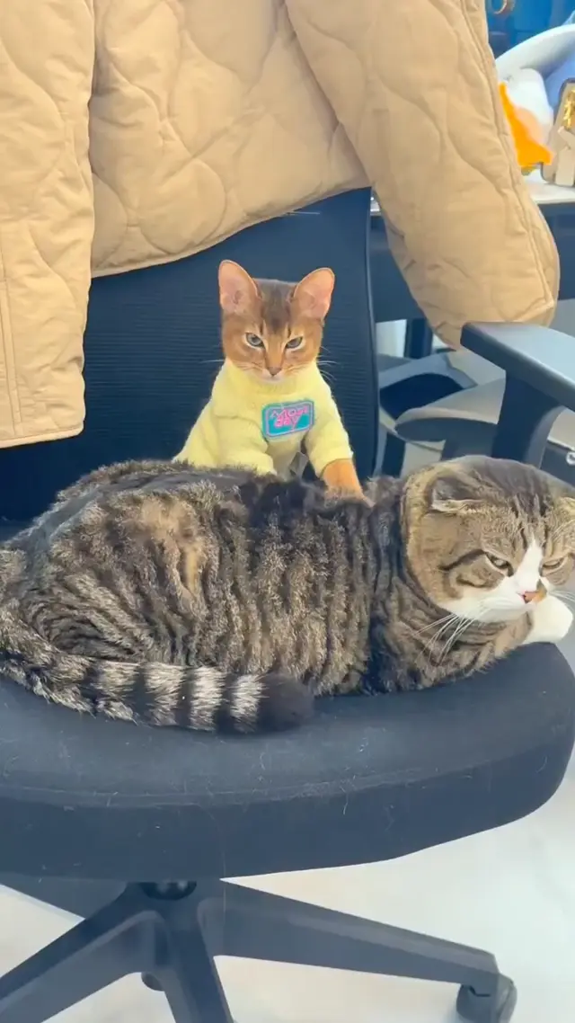 Кот делает массаж другому коту