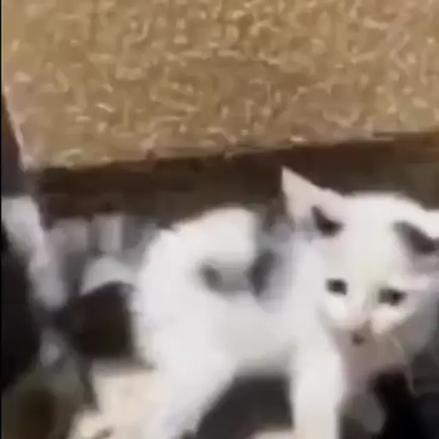 Котёнок кашляет как дед