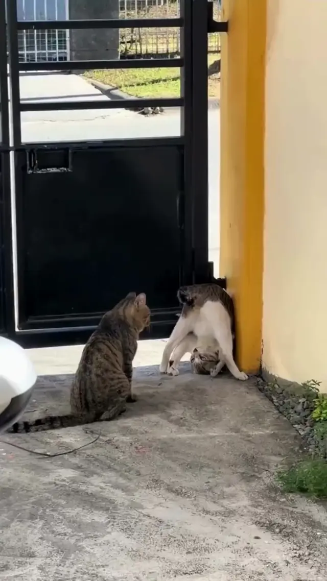 Кот флиртует в странной позе