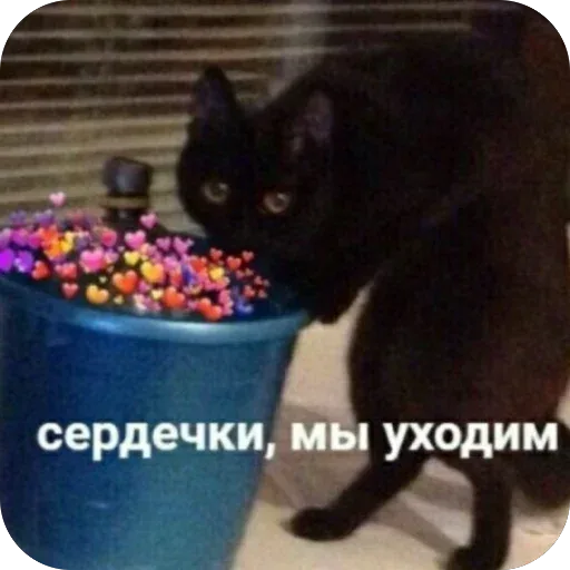 Кот стоит у ведра, создавая комичный контраст между обыденным предметом и «милым» наполнением из сердечек. — черный кот
