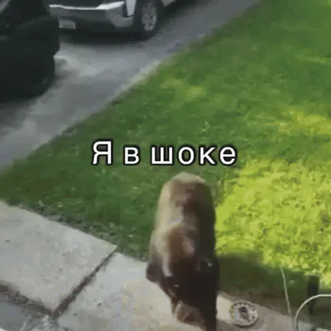 Кот в шоке