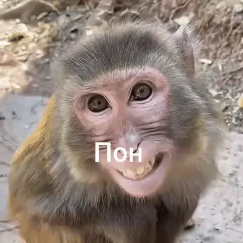 Обезьяна говорит пон