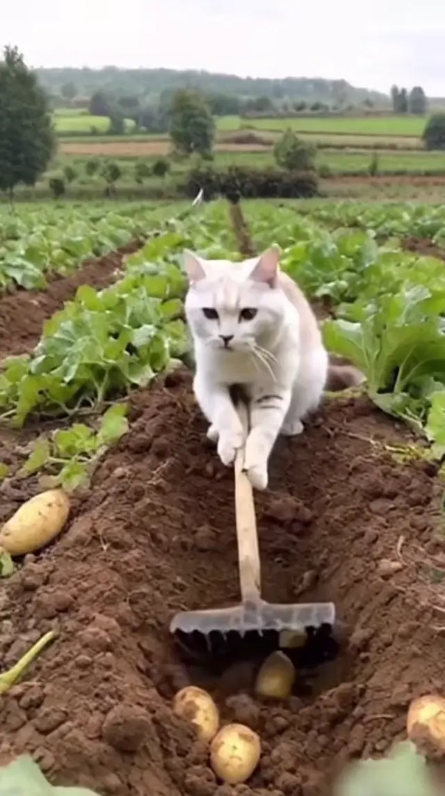 Коты по очереди выкапывают картофель, моют его в миске, нарезают на доске и едят готовый картофель фри с кетчупом. — коты разных окрасов