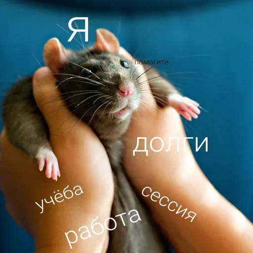 Руки удерживают крысу в ладонях, фиксируя её положение. — домашняя крыса