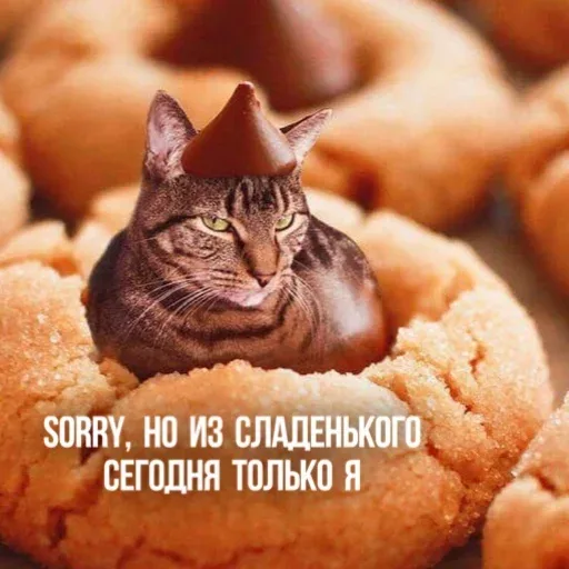 Статичное изображение. — кот