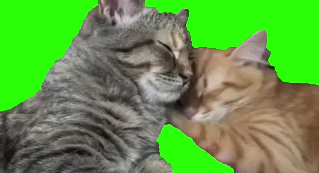 Милые обнимающиеся коты на хромакее