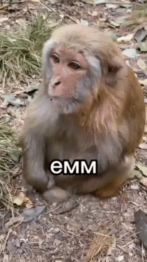 Обезьяна жует и говорит «емм»