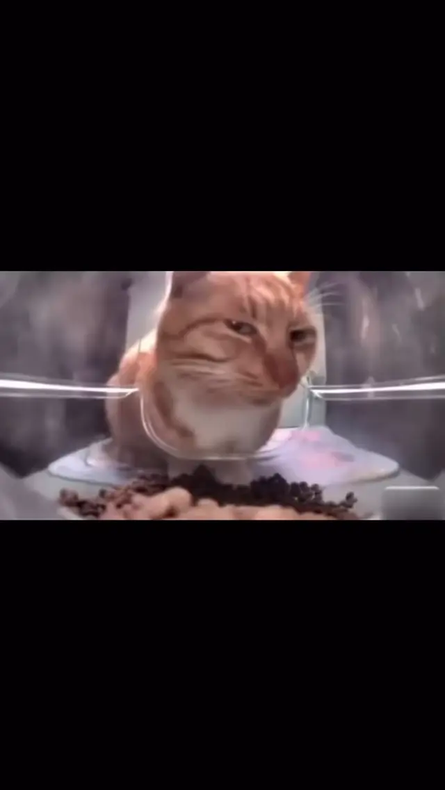 Сонный рыжий кот залипает на еду