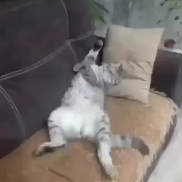 Кот, который не хочет ловить мышей