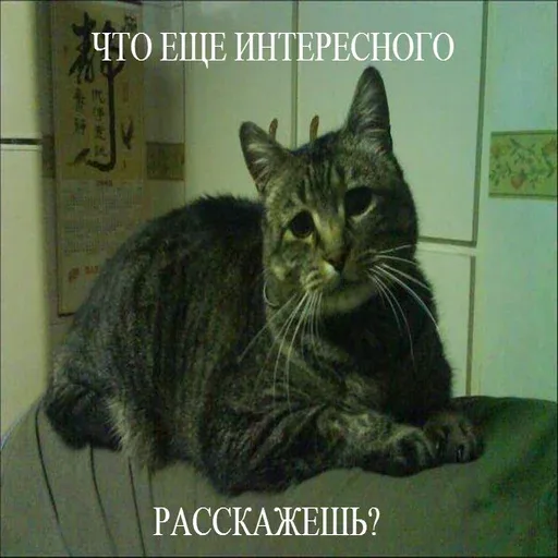 Кот лежит на диване и внимательно смотрит в камеру — Полосатый кот