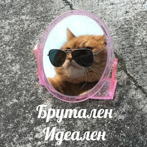 Статичное изображение кота в зеркале. — рыжий кот