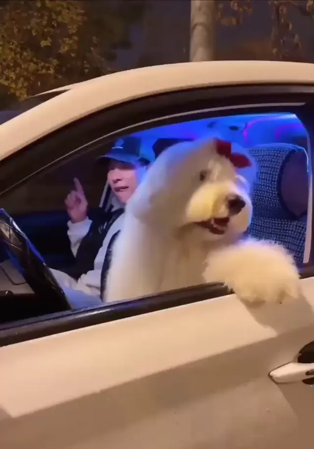 Собака флексит в машине