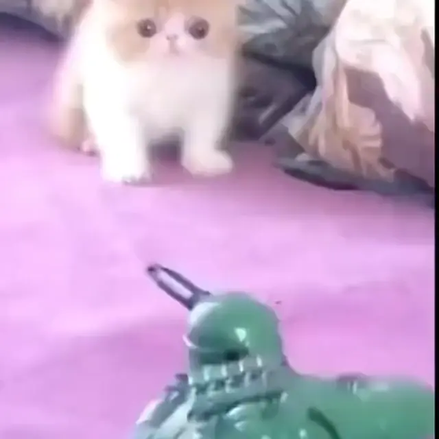 Кот с вьетнамскими флешбэками