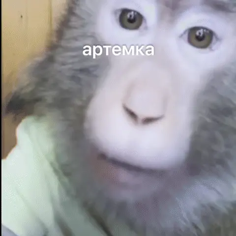 Обезьяна крупным планом резко трясёт головой из стороны в сторону и широко открывает рот, словно кричит или истерично смеётся — Обезьяна в з