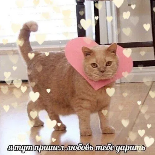 Кот просто стоит и смотрит в объектив — рыжий кот