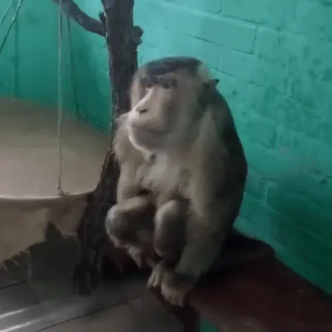 Обезьяна сидит и жует
