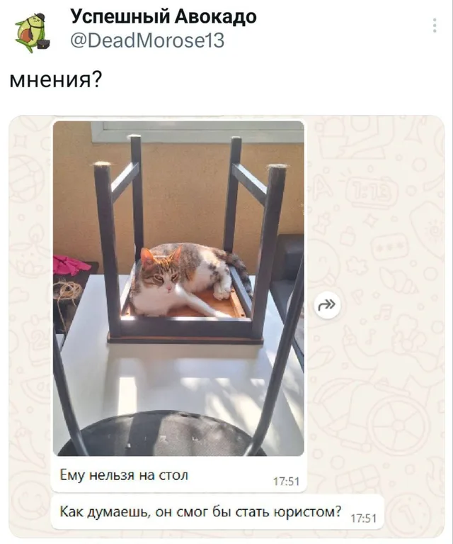 Скриншот переписки. На фото кот лежит на перевернутой табуретке, которая стоит на столе. Под фото подписи: «Ему нельзя на стол» и «Как думае