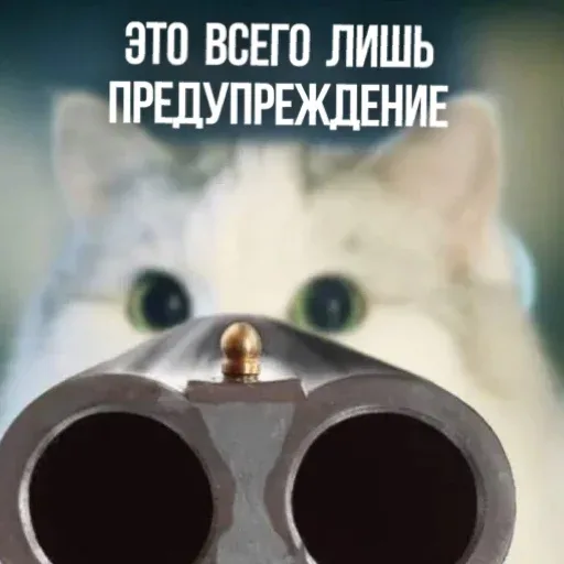 Статичное изображение: ружье наведено на зрителя, кот выглядывает из-за него. — белый пушистый кот