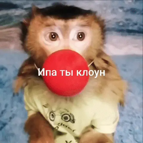 Ипа ты клоун