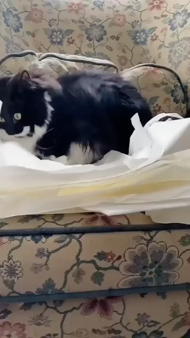 Кот пугается шороха бумаги