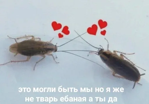 Тараканы стоят неподвижно, соприкасаясь усиками, создавая иллюзию романтического взаимодействия.