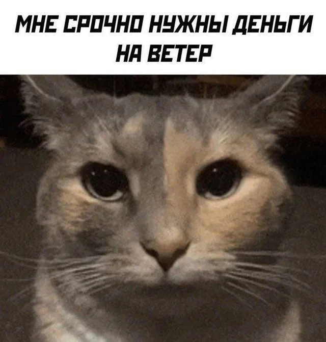 Мне срочно нужны деньги на ветер