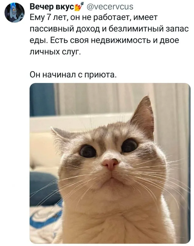 Успешный кот, который начинал с приюта