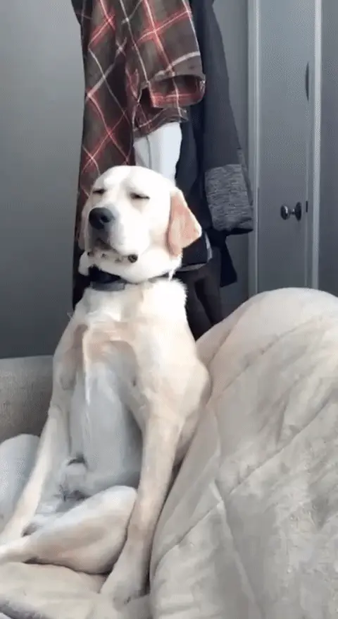 Собака засыпает сидя