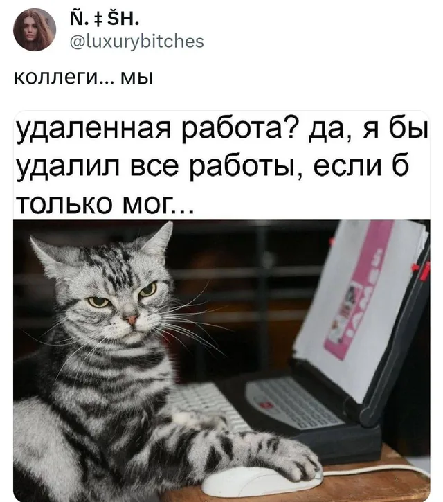 Кот сидит перед ноутбуком, имитируя работу, но всем своим видом выражает недовольство. — серый полосатый кот