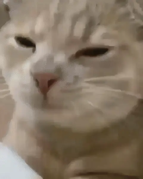 Кот чихает