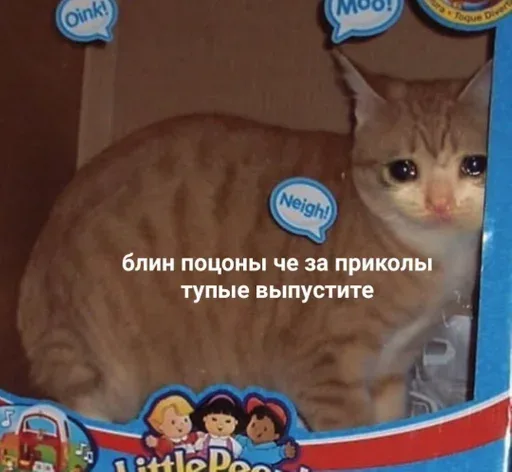 Кот неподвижно сидит внутри коробки, глядя прямо в камеру. — рыжий кот