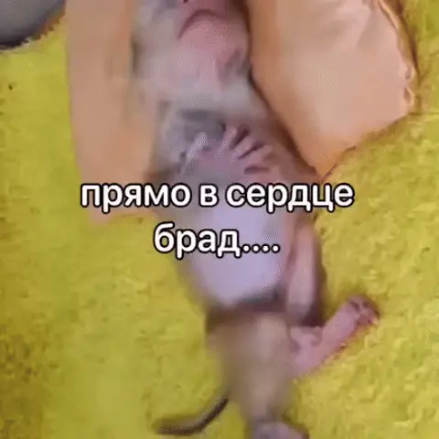 Прямо в сердце брад