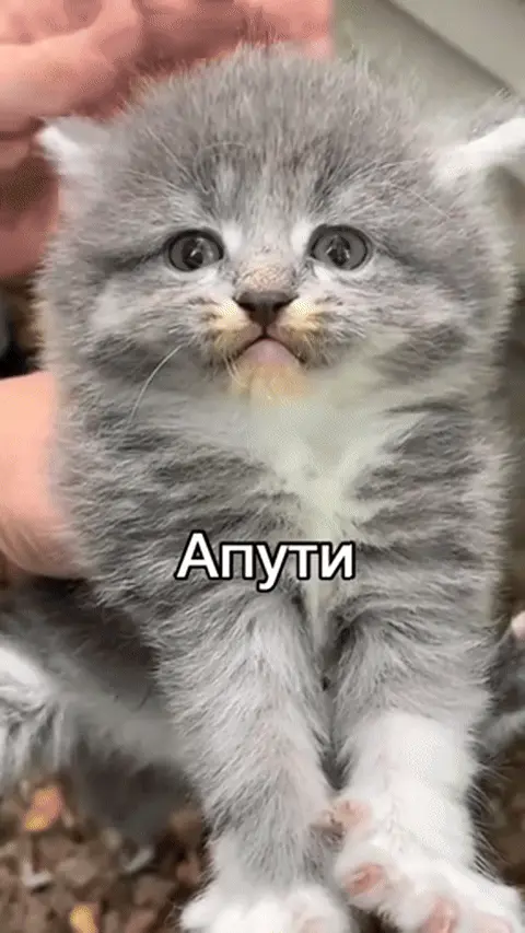 Котенок кричит Апути