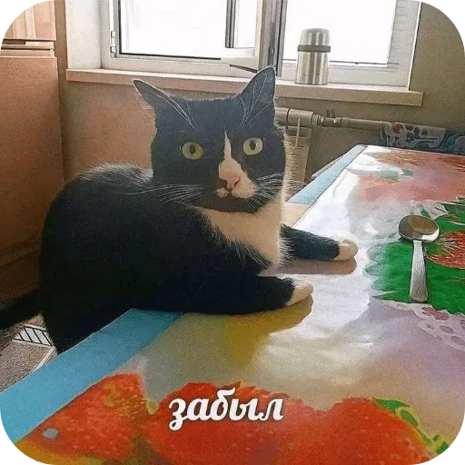 Кот сидит неподвижно, опираясь на стол, как человек, который о чем-то задумался — черно-белый кот