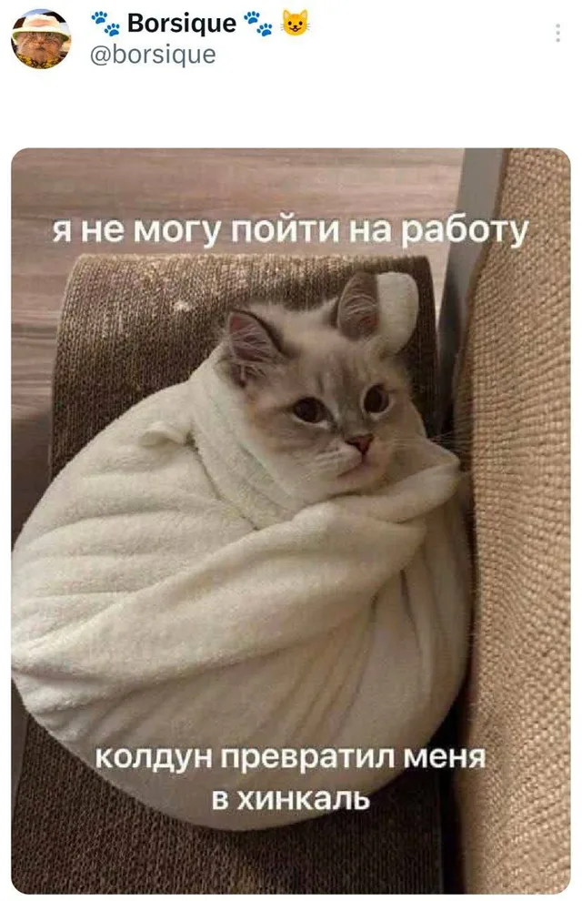 Кот-хинкаль не может пойти на работу