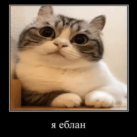Кот медленно и монотонно кивает головой, глядя прямо в камеру — пушистый кот с большими глазами